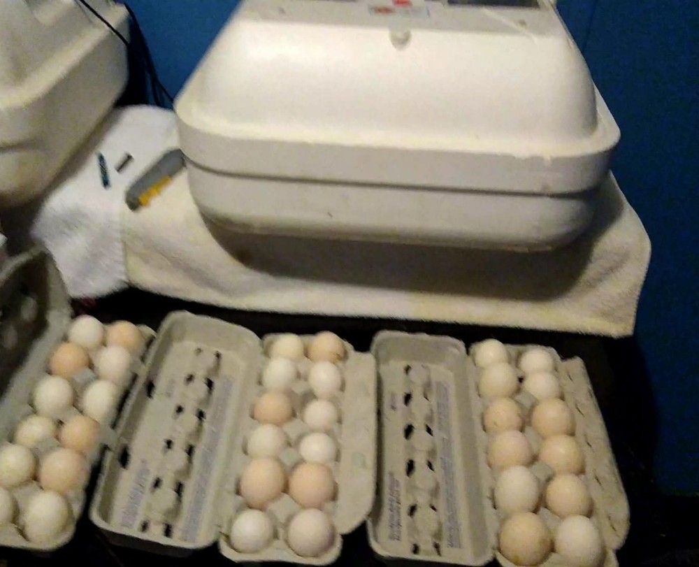 6+ Quality Fertile Chicken Hatching Eggs