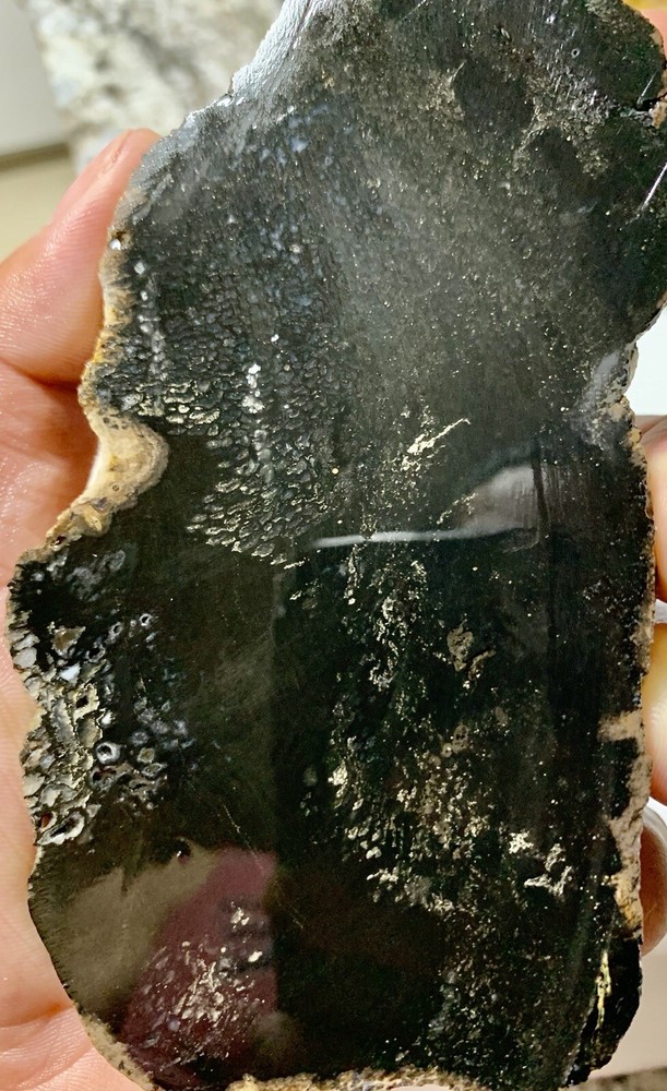 petrified Palm Root