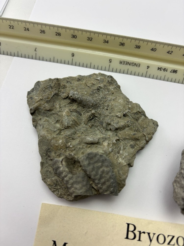Bryozoan fossils