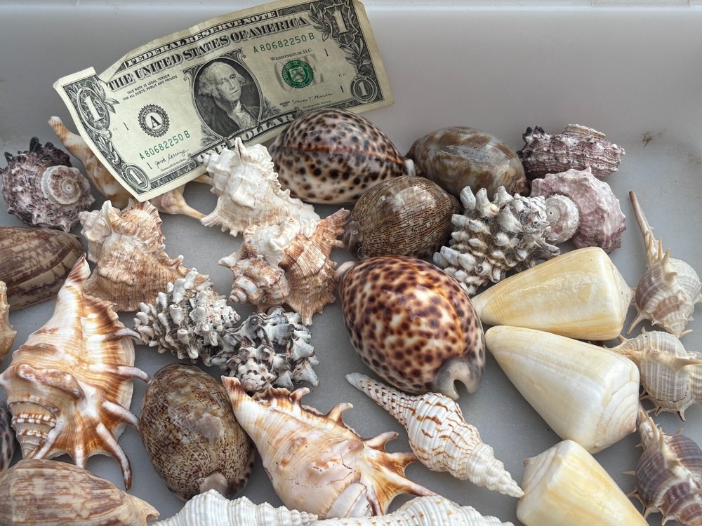 Large Seashells Assortment 10 Different Species Best Value