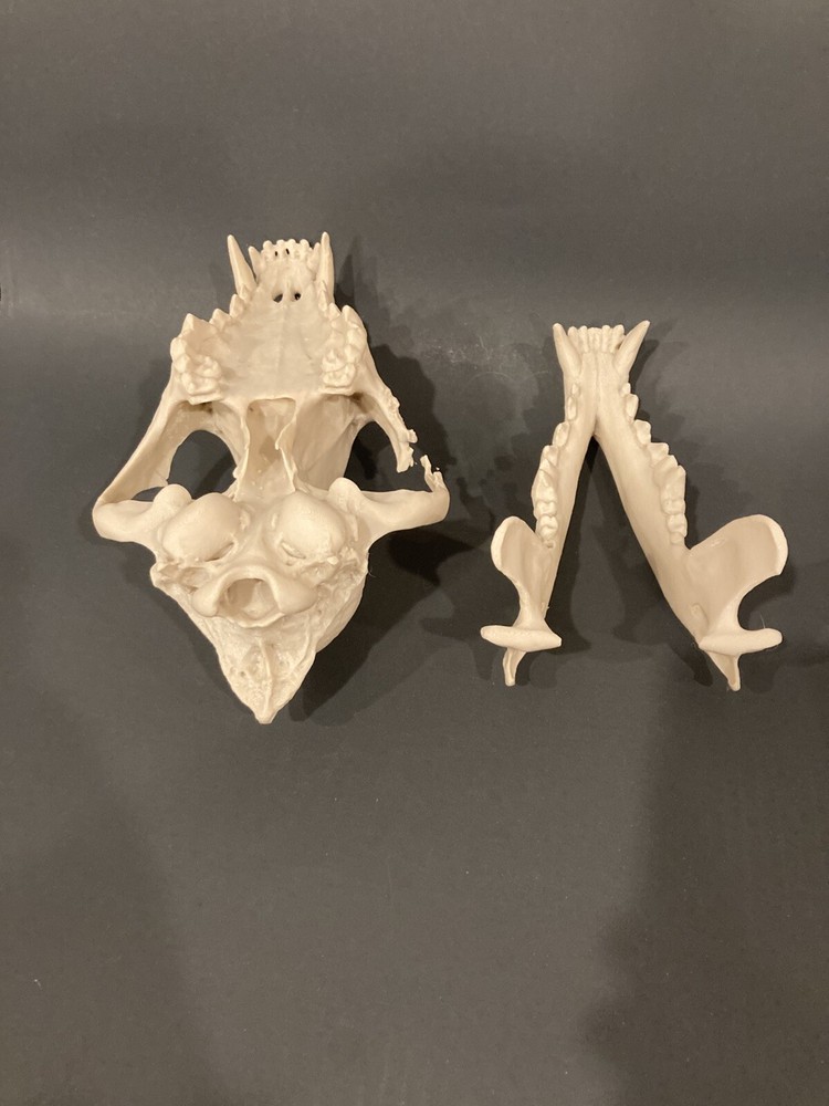 Wolf Skull