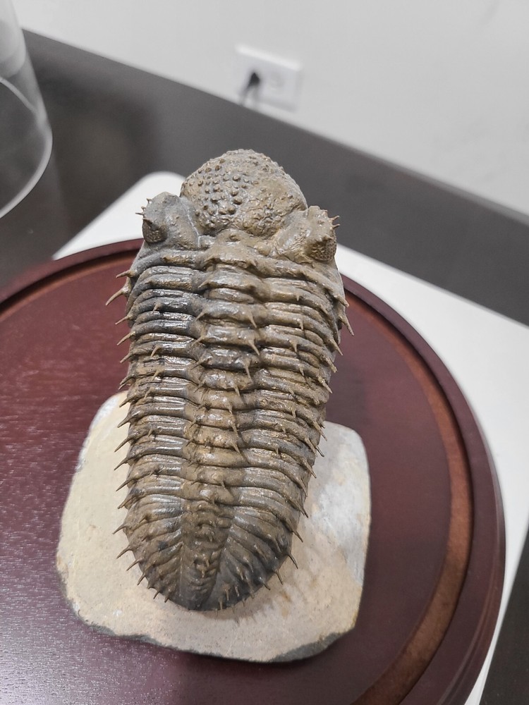 Fossil Trilobite (Drotops Armatus