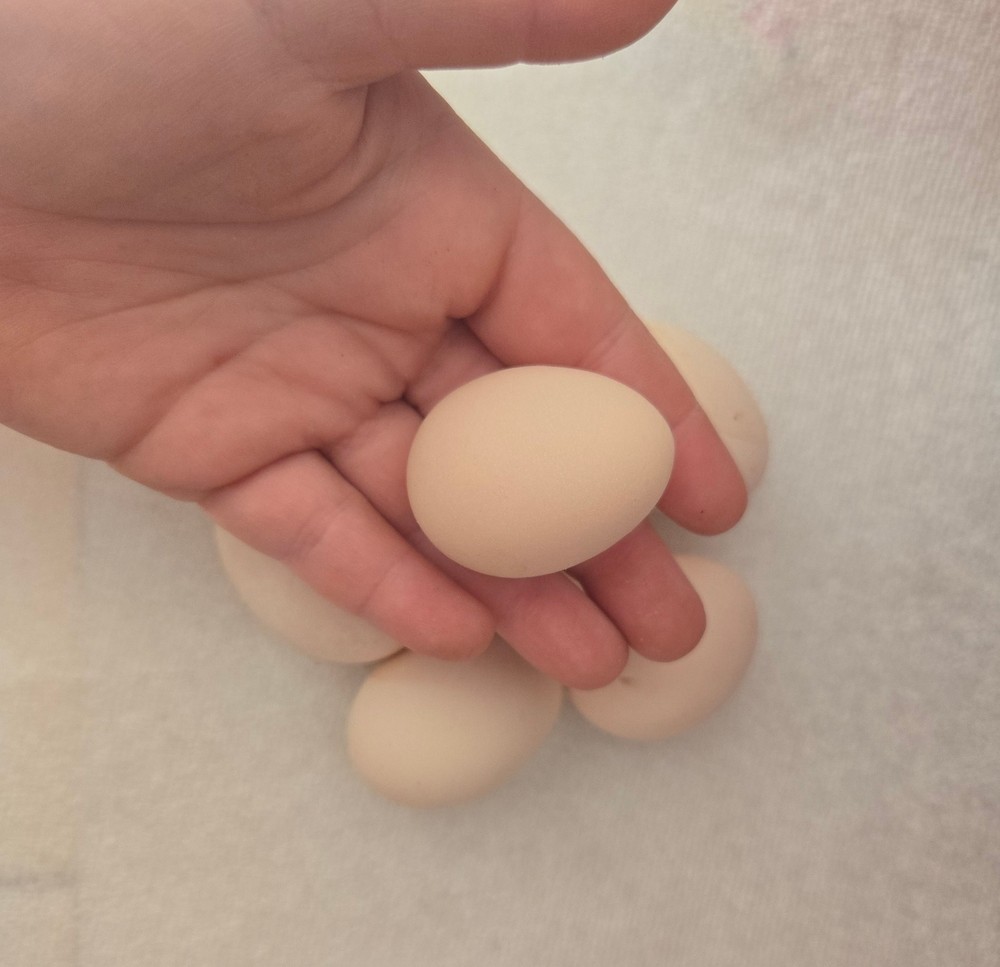 6+ Half Dozen Serama Chicken Hatching Eggs Mini Chicken