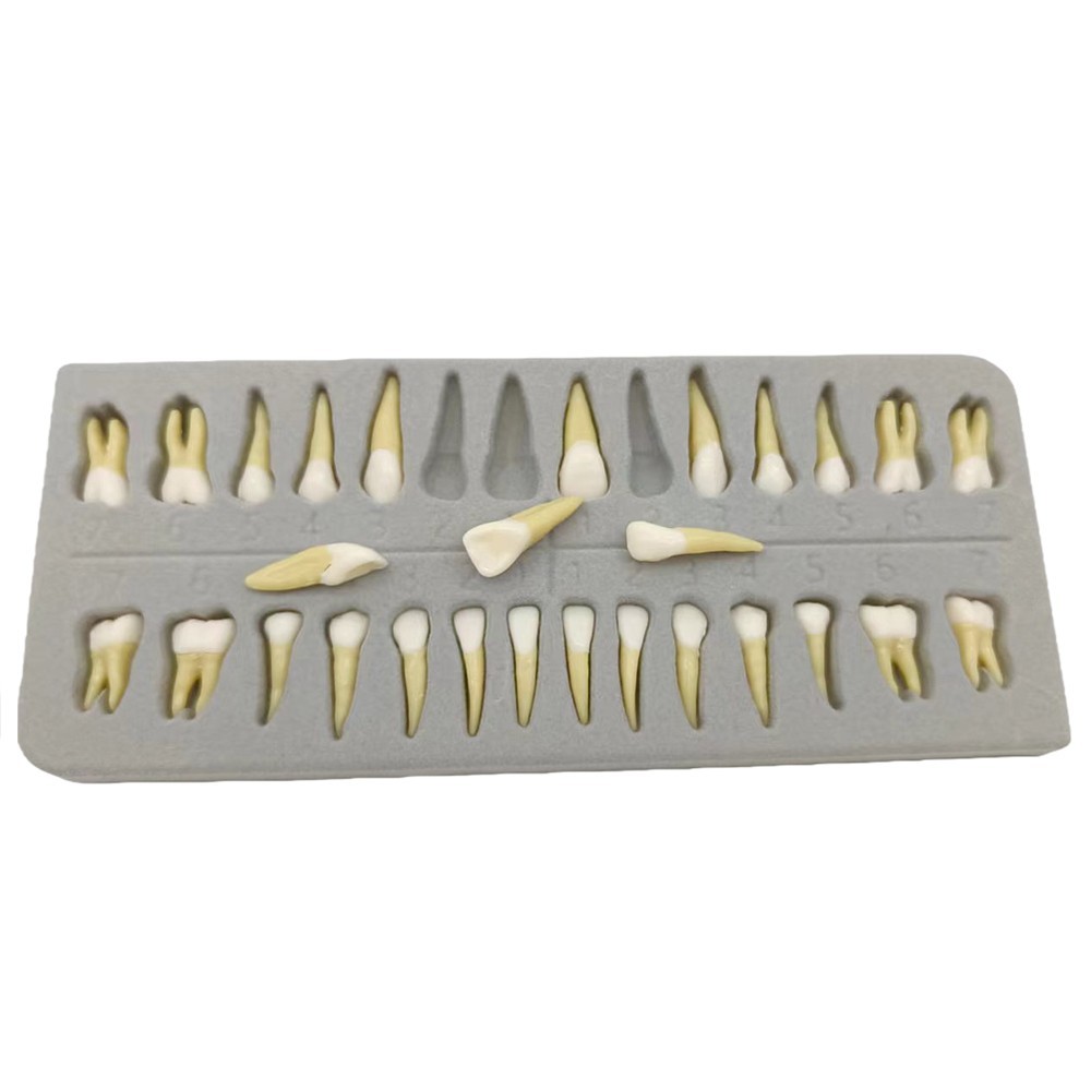 Dental 1:1 Permanent Teeth Demonstration Teach Study Model with 28Pcs Teeth