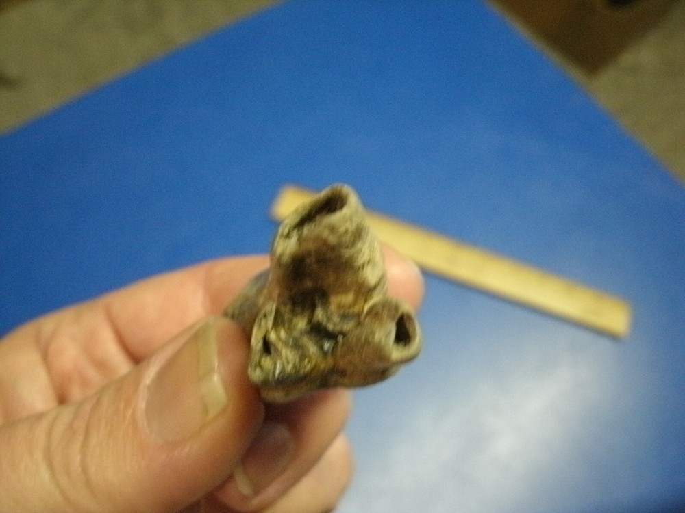 FOSSIL BISON TOOTH RILEY CO. KANSAS