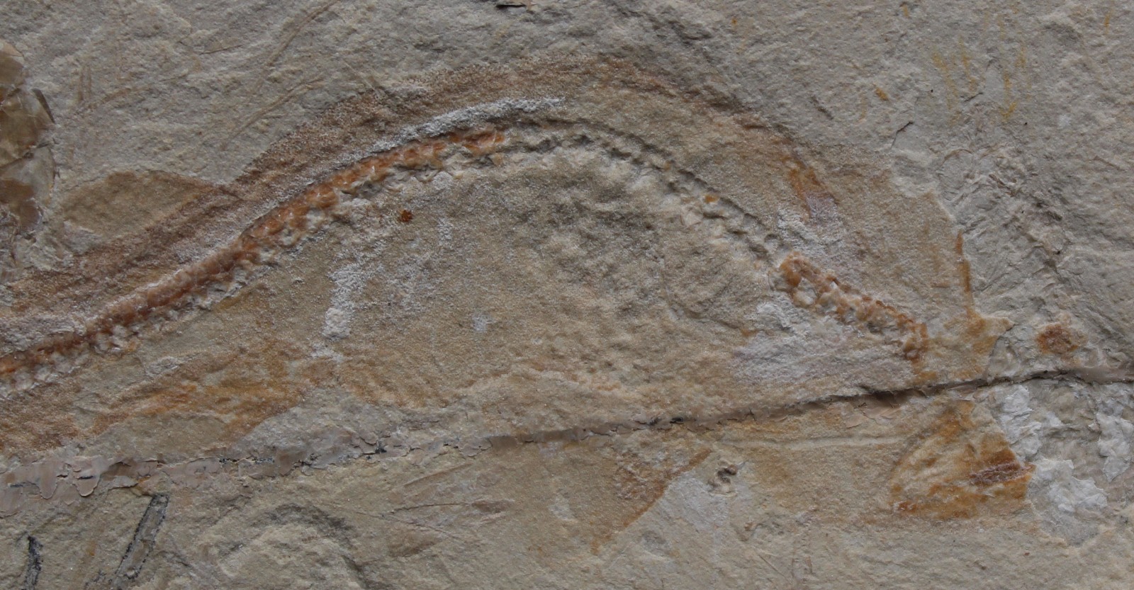 Shark Plate - Budget Specimen with 6 Shrimps - Cretaceous Fossils Lebanon