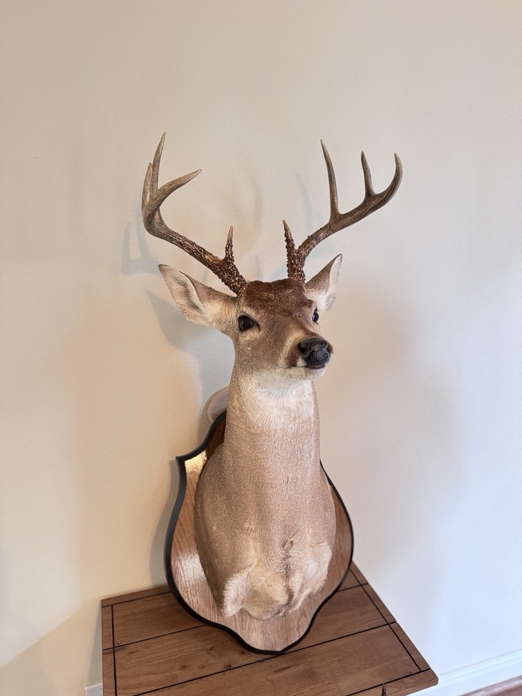 Deer Head Wall Mount with Wooden Base