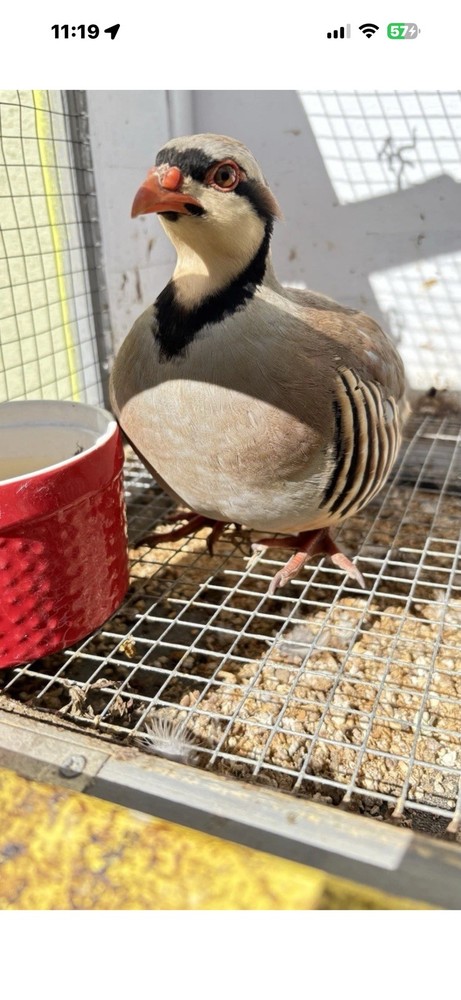 6 Chukar Fertile Hatching Eggs
