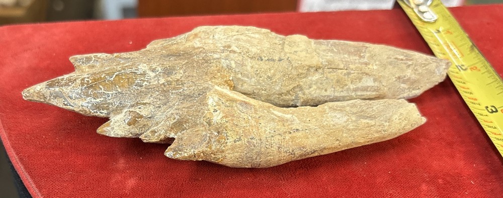 6” Basilosaurus Tooth 40-34 Mil Yrs Old Late Eocene