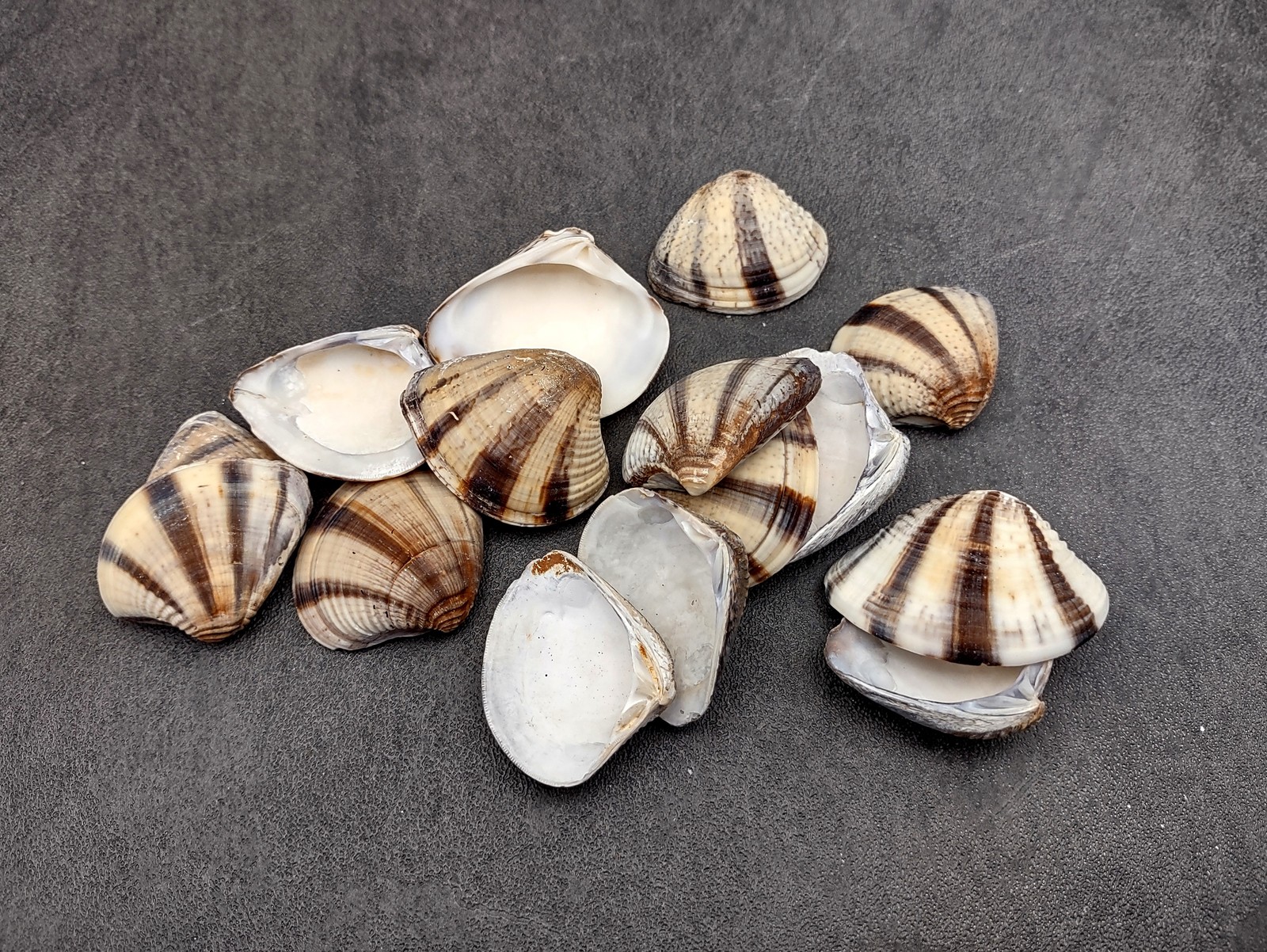 Mexican Sunset Striped Clam Seashells (15 shells approx. 1.25+ inches)