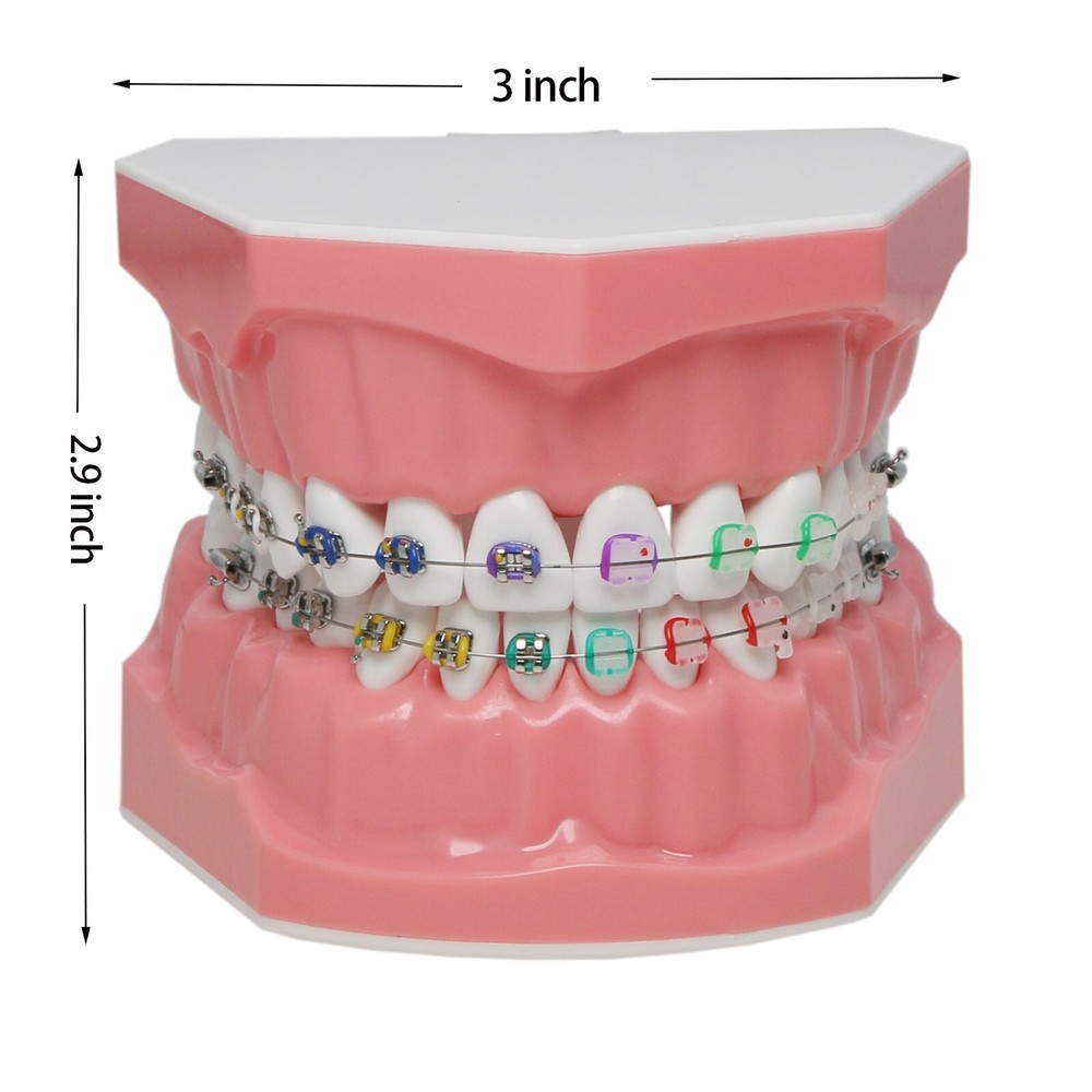 Dental Typodont Teeth 1:1 Teach Study  Model Half Metal Ceramic Brackets Tubes
