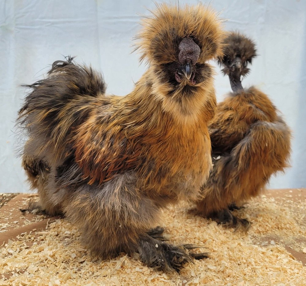 12+2 Silkie Hatching Eggs Npip