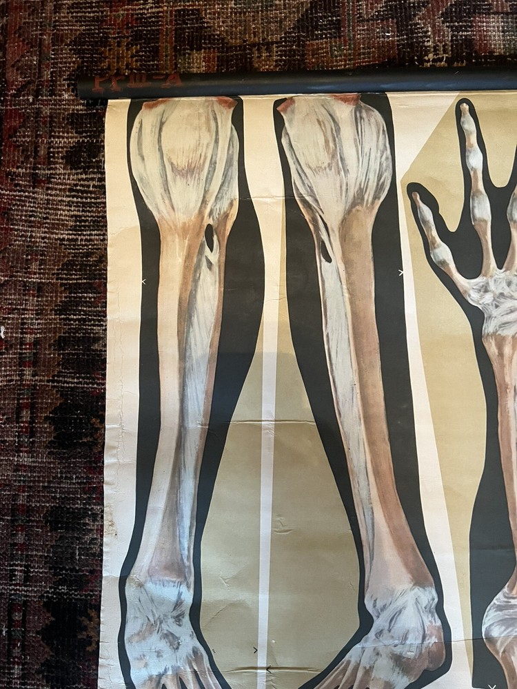 Pull Down Anatomical School Chart. Beautiful Colors! Original 1960s!