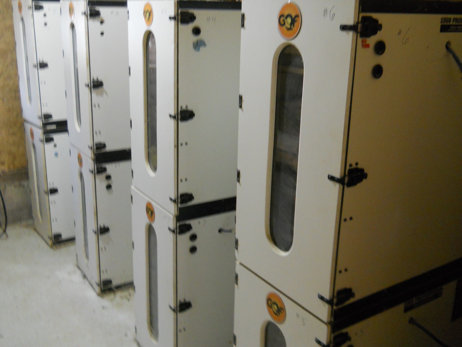 33+ KINGsBROWN XL. JUMBO brown coturnix quail hatching eggs,