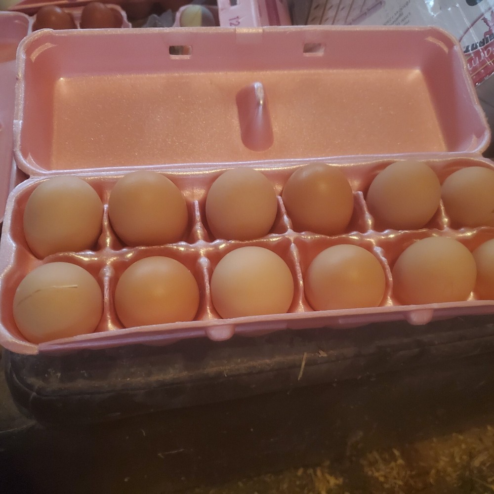 10+ Heritage Dominique Hatching Eggs