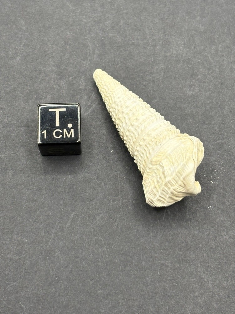 (18) Upper Eocene (Bartonian) Shells from La Chapelle-en-Serval, France