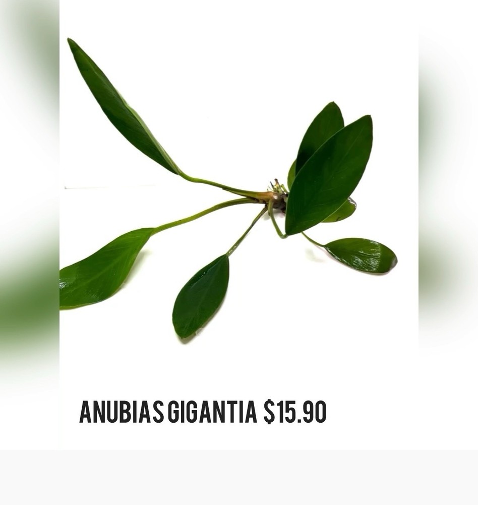 Aquatic Plants