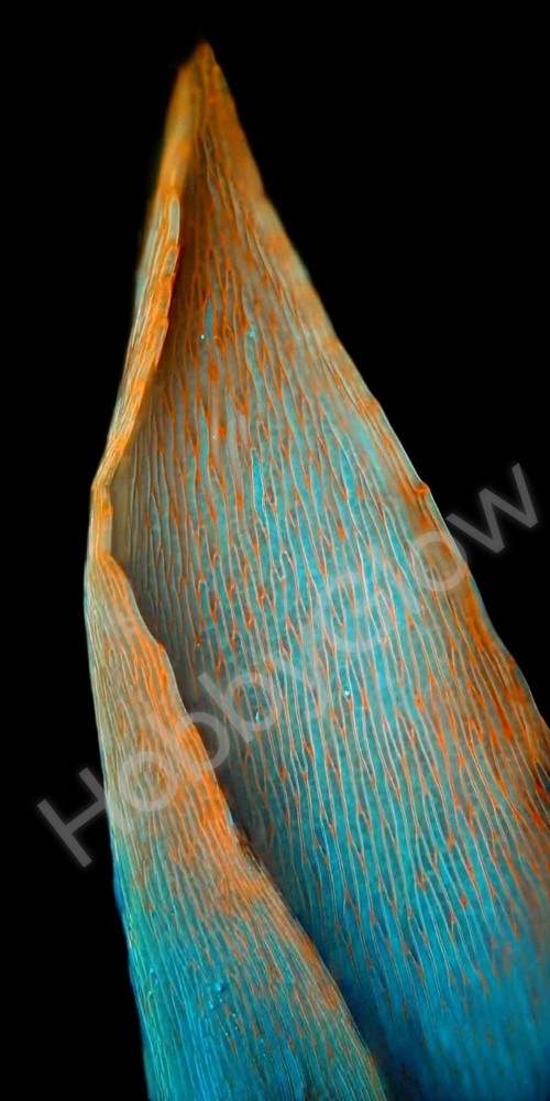 HobbyGlow Fluorescence Trio Microscopy Starter Reagent Set