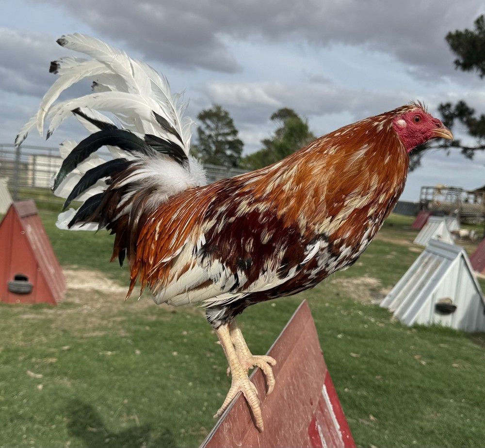 Chicken Hatching Egg