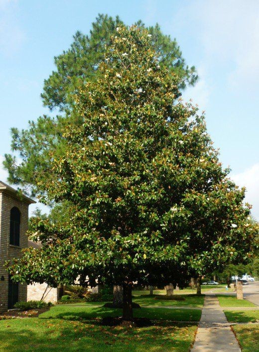 2 Southern Magnolia Tree Bare-root /Magnolia grandiflora