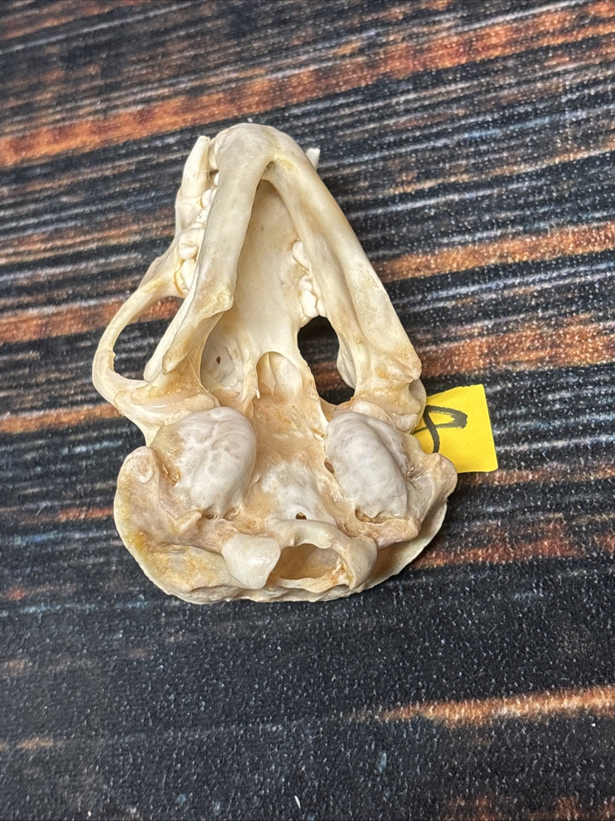 Real XL Badger Skull Unique Gift Halloween Craft Animal Mount Art Model Head Odd