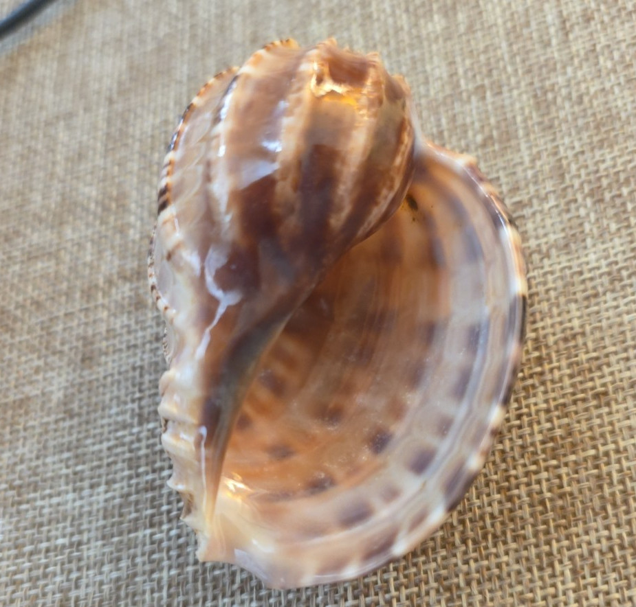Harpa Articularis 64.4.mm Samar Island Philippines