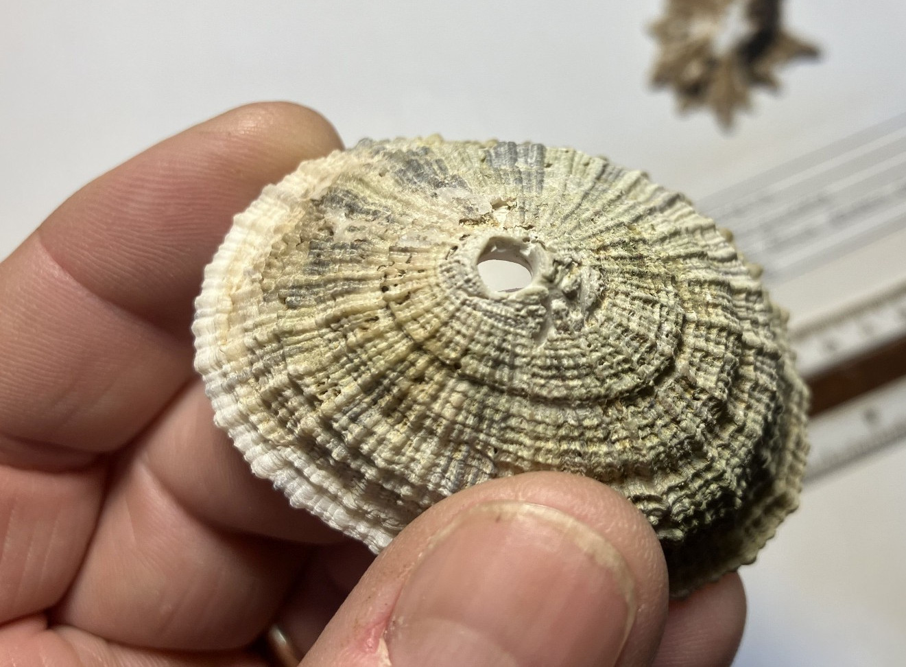 Limpets. 3 species. Diadora sp., Patella sp., Megathura crenulata. Great Shape