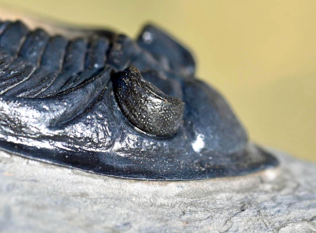 Trilobite Fossil, Zlichovaspis (Odontochile), from Morocco #1