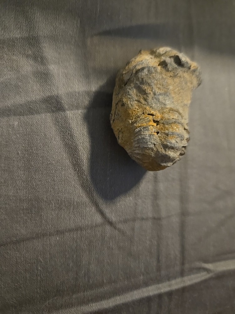 trilobite fossil Small