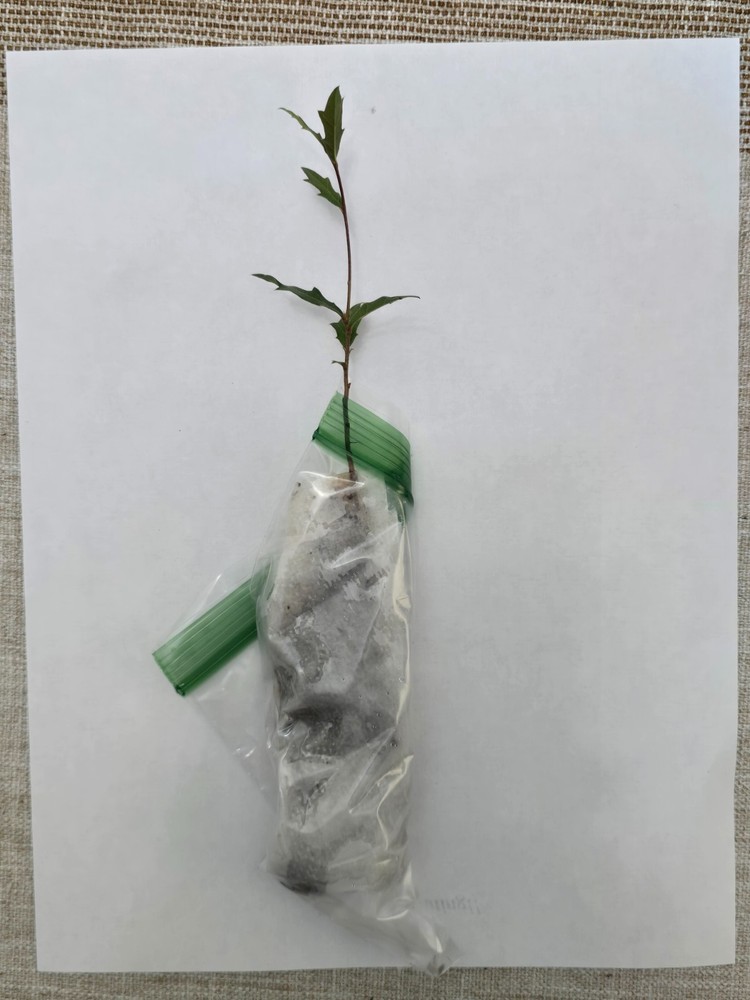 Bare Root Live Oak Tree