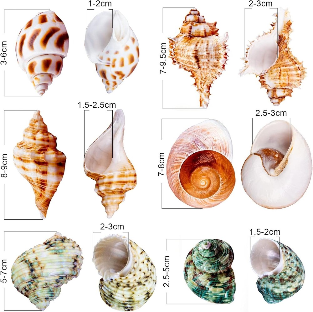 5 Pcs Natural Hermit Crab Shells Large, Sea Turbo Shells, Hermit