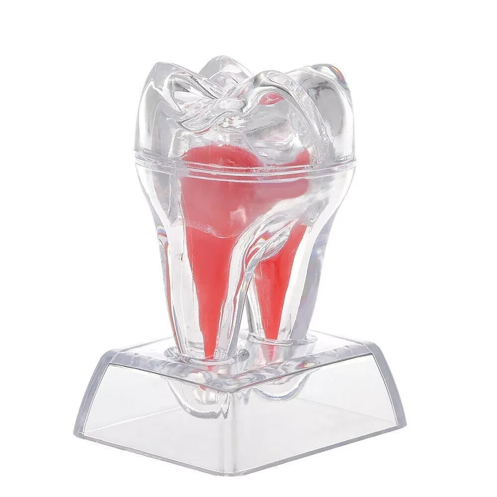 Dental Lab Crystal Base Hard Plastic Teeth Tooth Molar Model Separable For Study