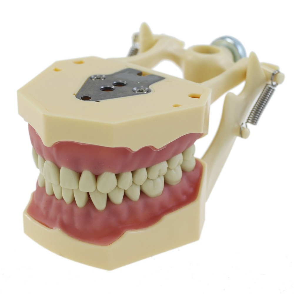 Dental Restorative Typodont Practice Model Removable 32PC Screw-in Teeth Frasaco