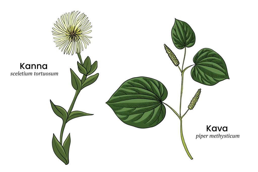 Kanna Botanical Tonic Liquid Supplement 12 Pack 2oz Bottles Exp 04/27