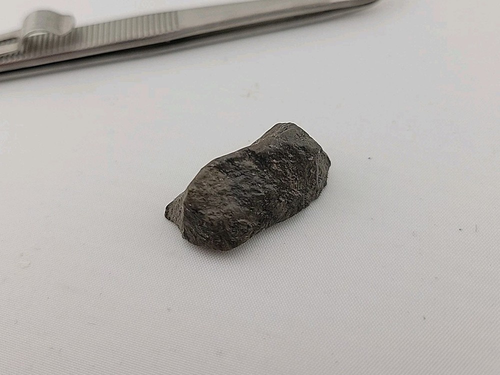 Fossil Dinosaur Permineralized Tooth T-rex 🦖