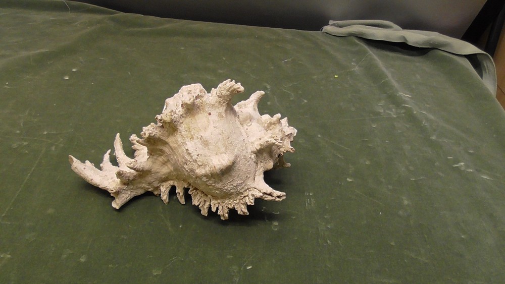 White Natural Conch Seashell Real Shell Aquarium Large