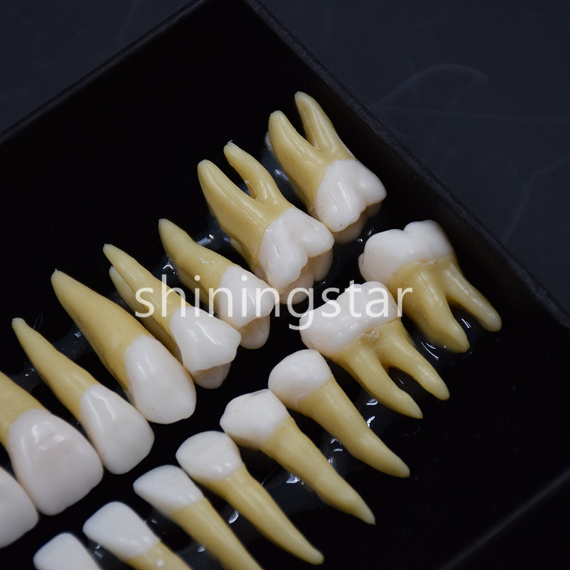 1 Set 1:1 Permanent Teeth Demonstration Teach Dental Study Model Tooth #7008 New