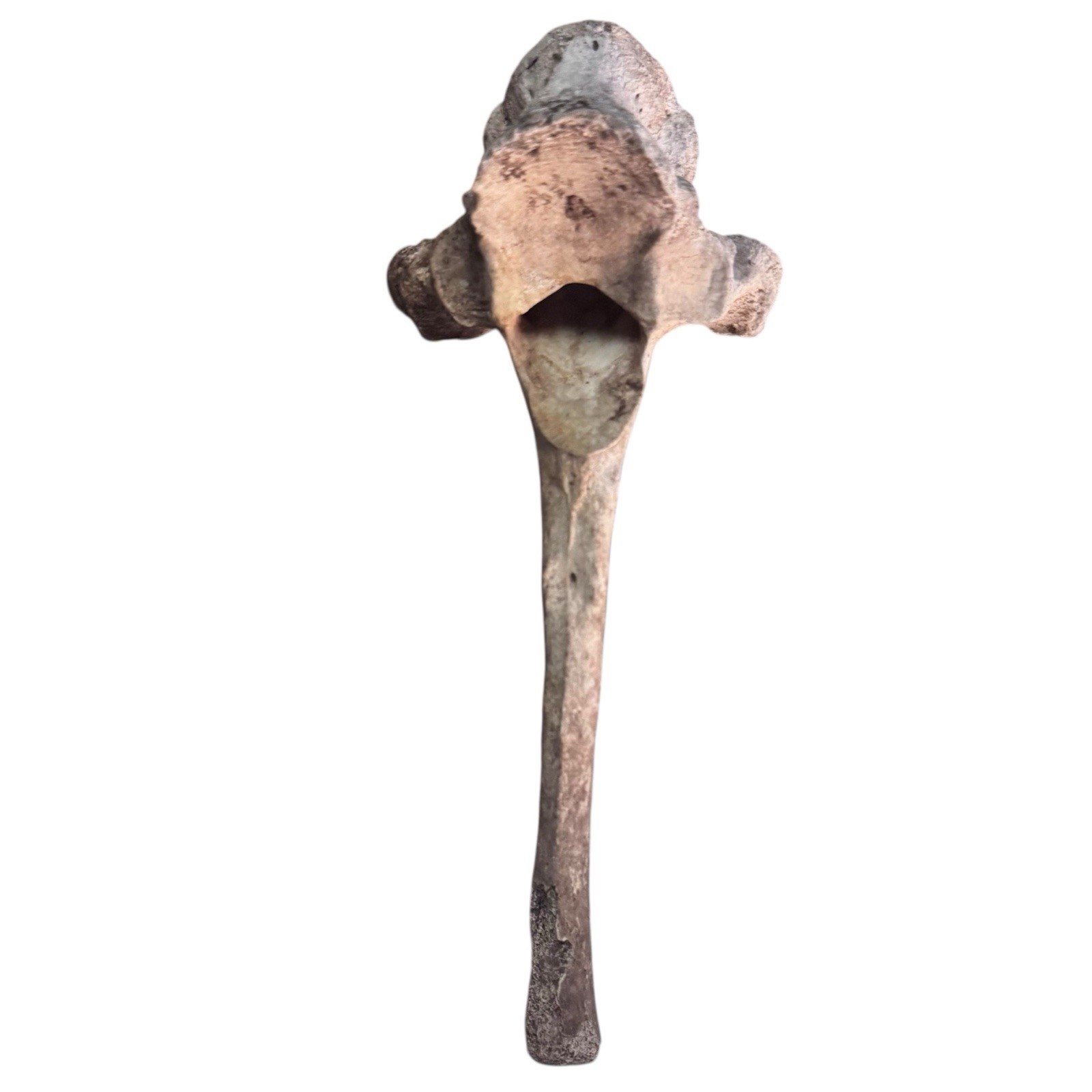 Bison Thoracic Vertebra Natural Bone Paperweight Western Decoration No Fossil