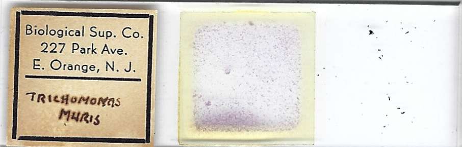 Trichomonas muris Microscope Slide