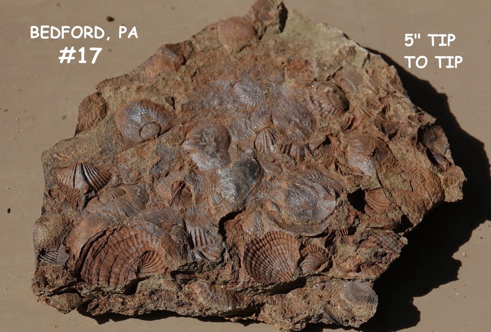FOSSIL Rock / Shells / Corals / Crinoid / Brachiopods / Bedford, PA / Devonian