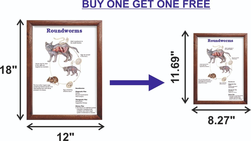Roundworms Chart 12x18 inches