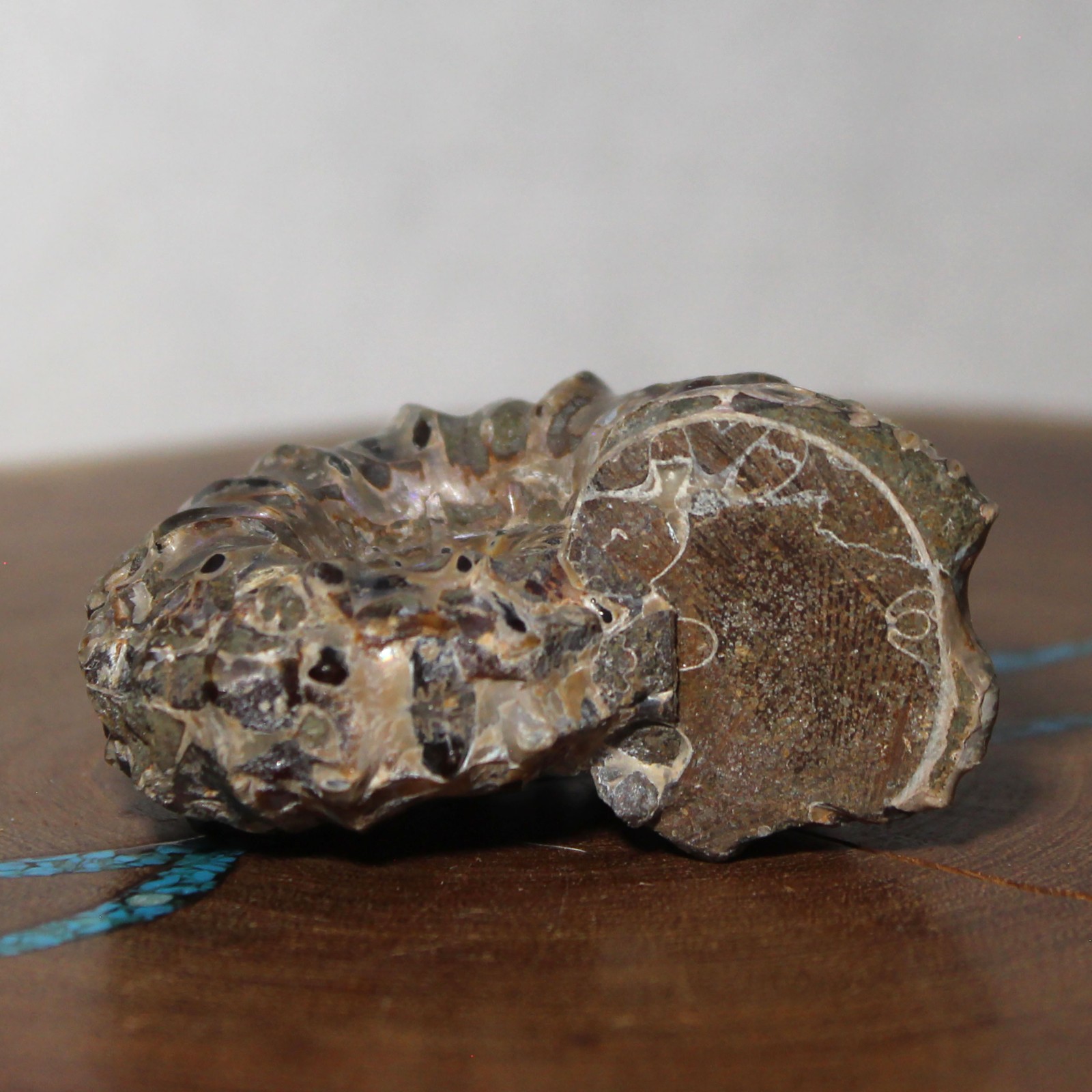 Fossil Douvilleiceras Tractor Ammonite Great Ridge Formation Ancient Ocean Life