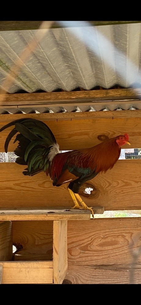 “Hatching Eggs”-for Sale Chicken