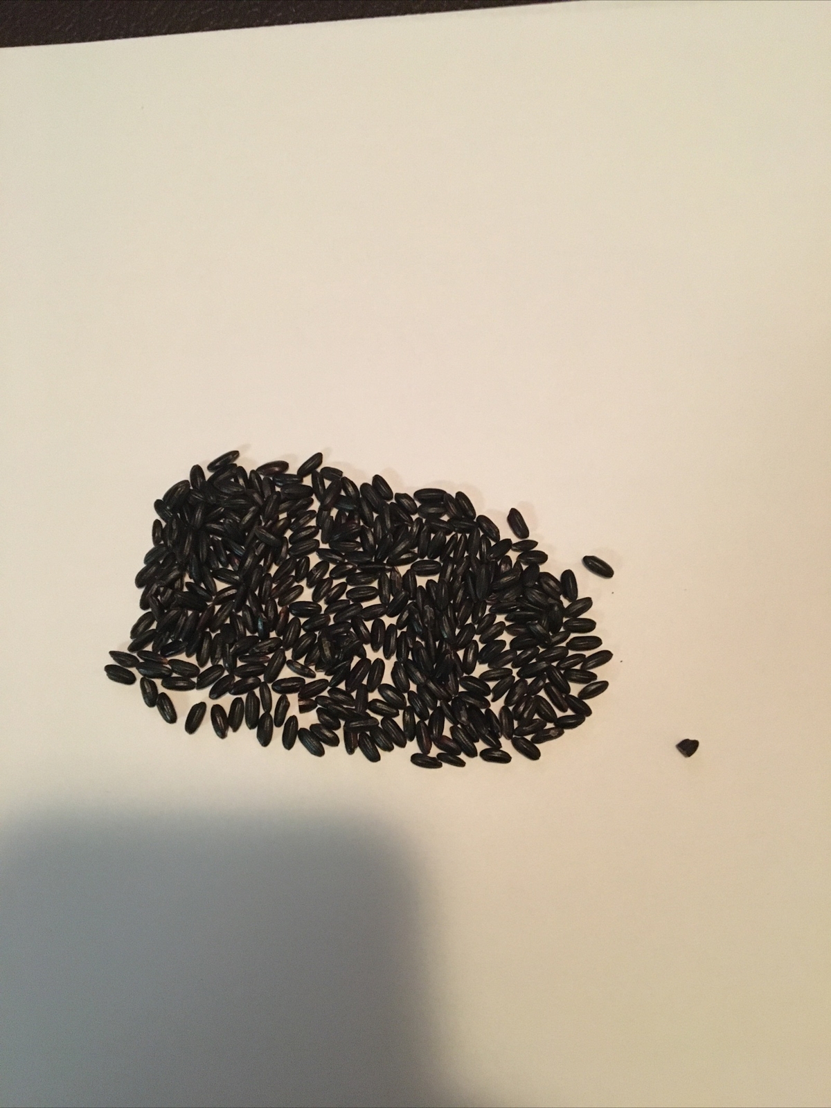 FAKE MOUSE POOP , GREAT PRANK!! Minimum 300 FAKE DROPPINGS