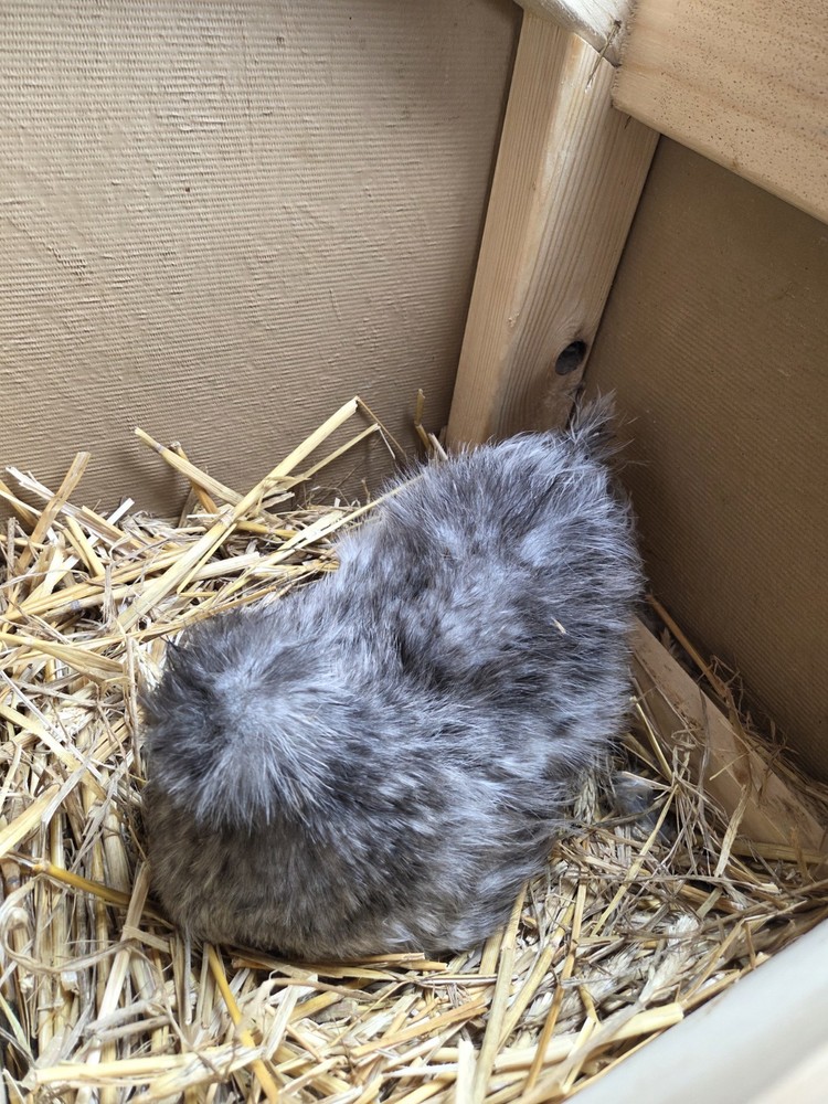 6+ Silkie Fertilized Eggs