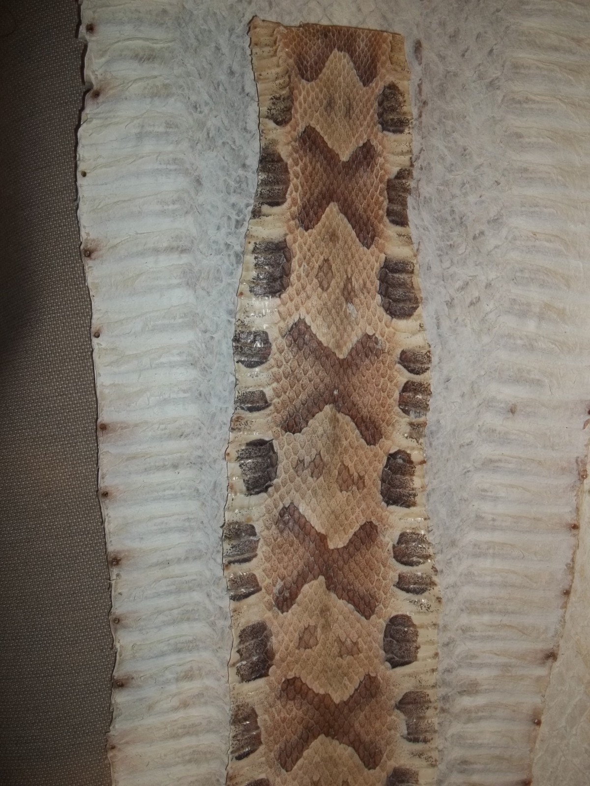 Tanned Copperhead skin 3" X 26" "Agkistrodon contortrix"