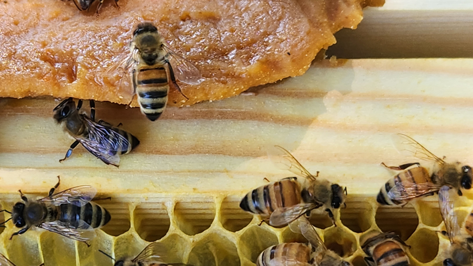 Pollen Pattie Ultra Bee Patties 1 LB Bees 15 % Crude Protein NO INTERNATIONAL