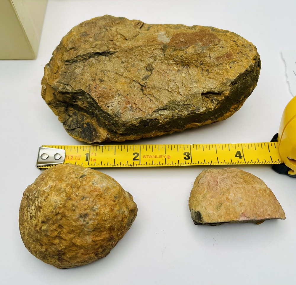 Trilobites Devonian Flexicalymene World of Science (CB)