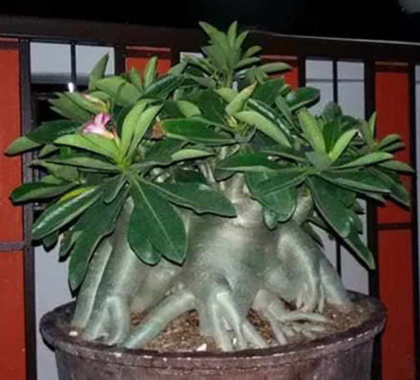 Adenium Arabicum " Mixed 9 TYPES " 100 Seeds RARE!!