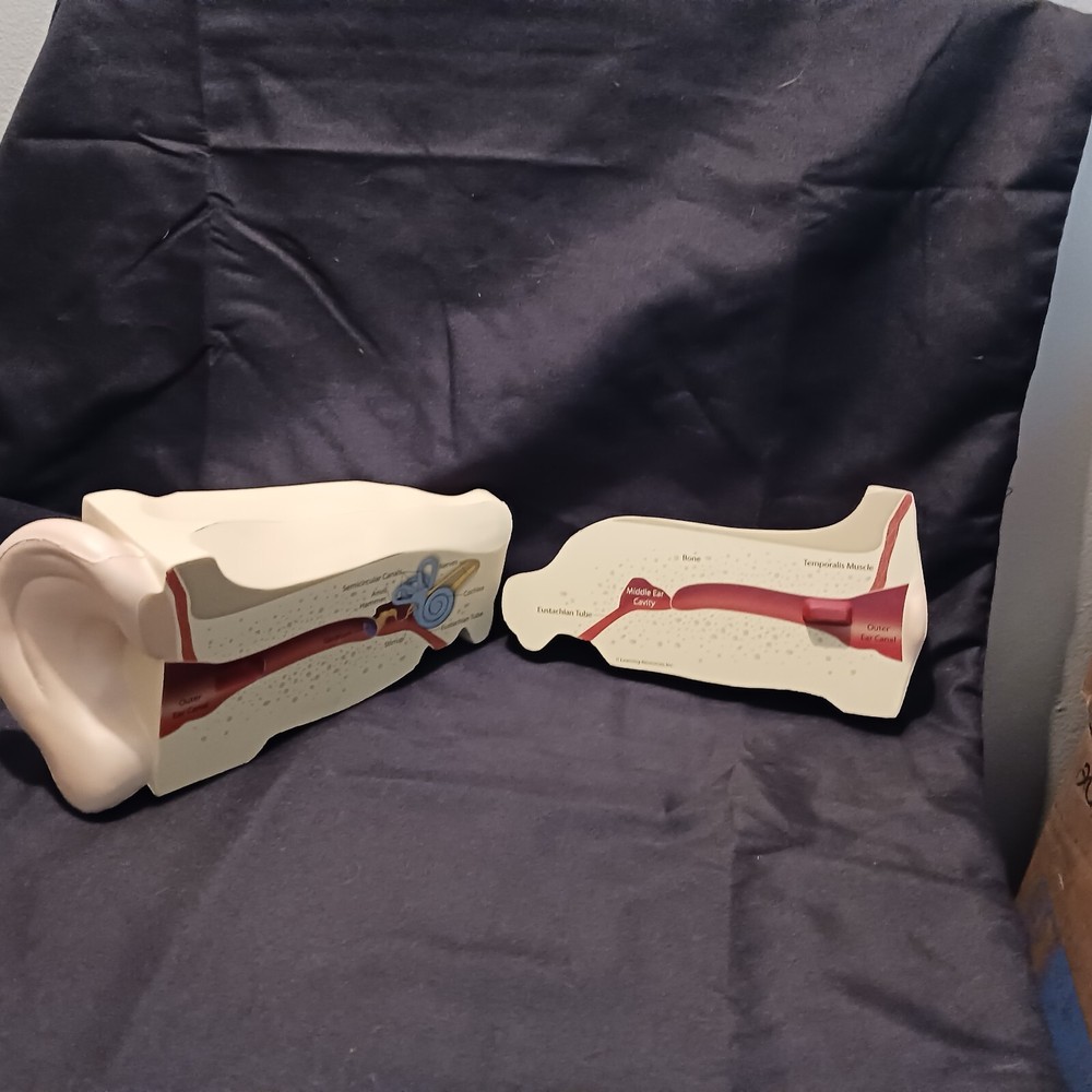 Human Ear Anatomy Model 2 piece